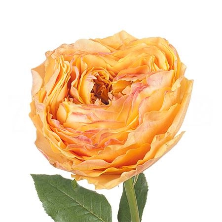 Rose caraluna