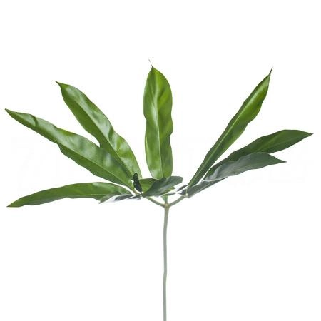 Blad Philodendron fun bun