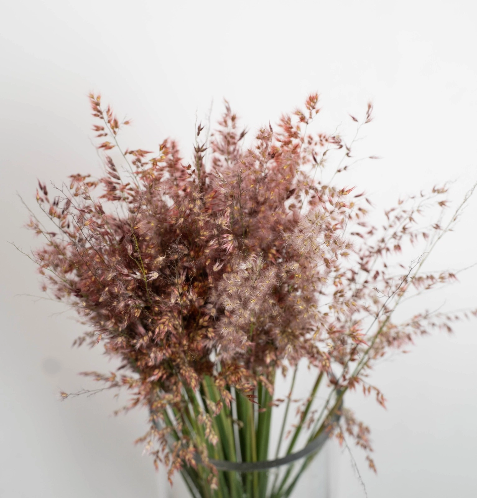 Reed Grass fluffy red