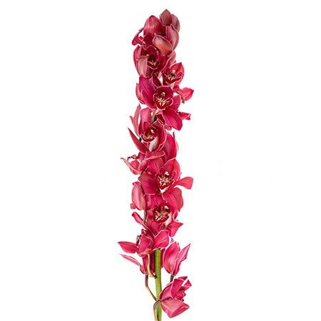 Cymbidium ferrari