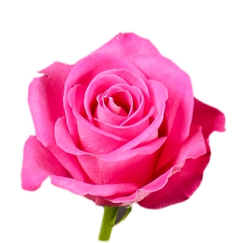 Rose h30