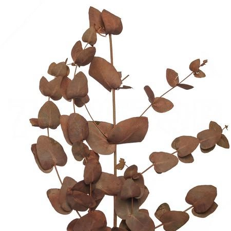 Blad Eucalyptus tinted cinerea orange