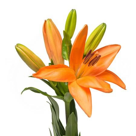 Lilium la-hybrid honesty