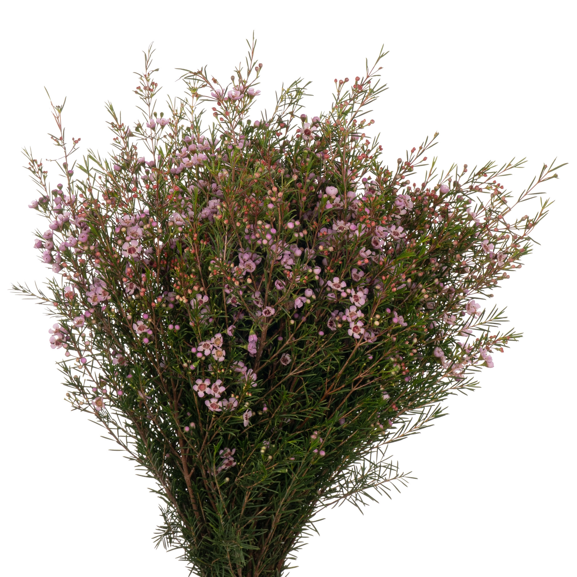Chamelaucium early nir