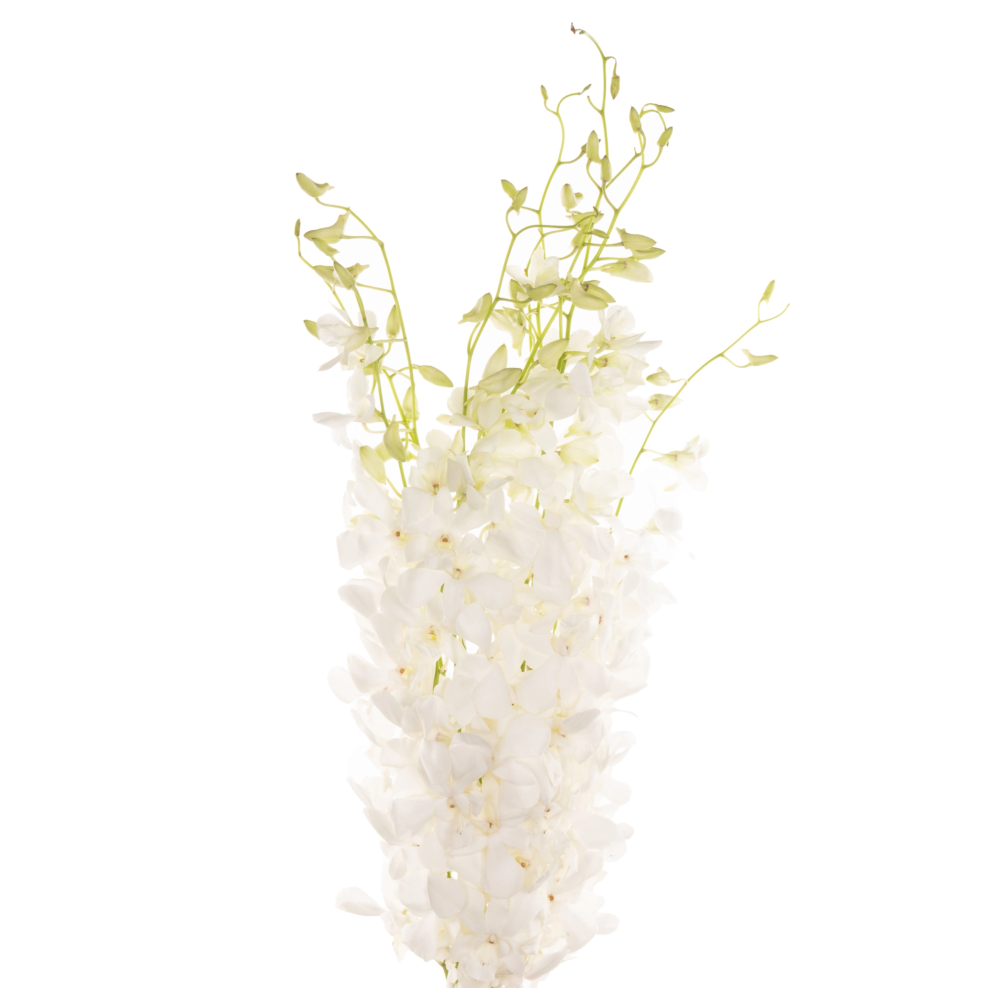 Dendrobium white