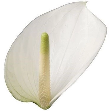 Anthurium whisper