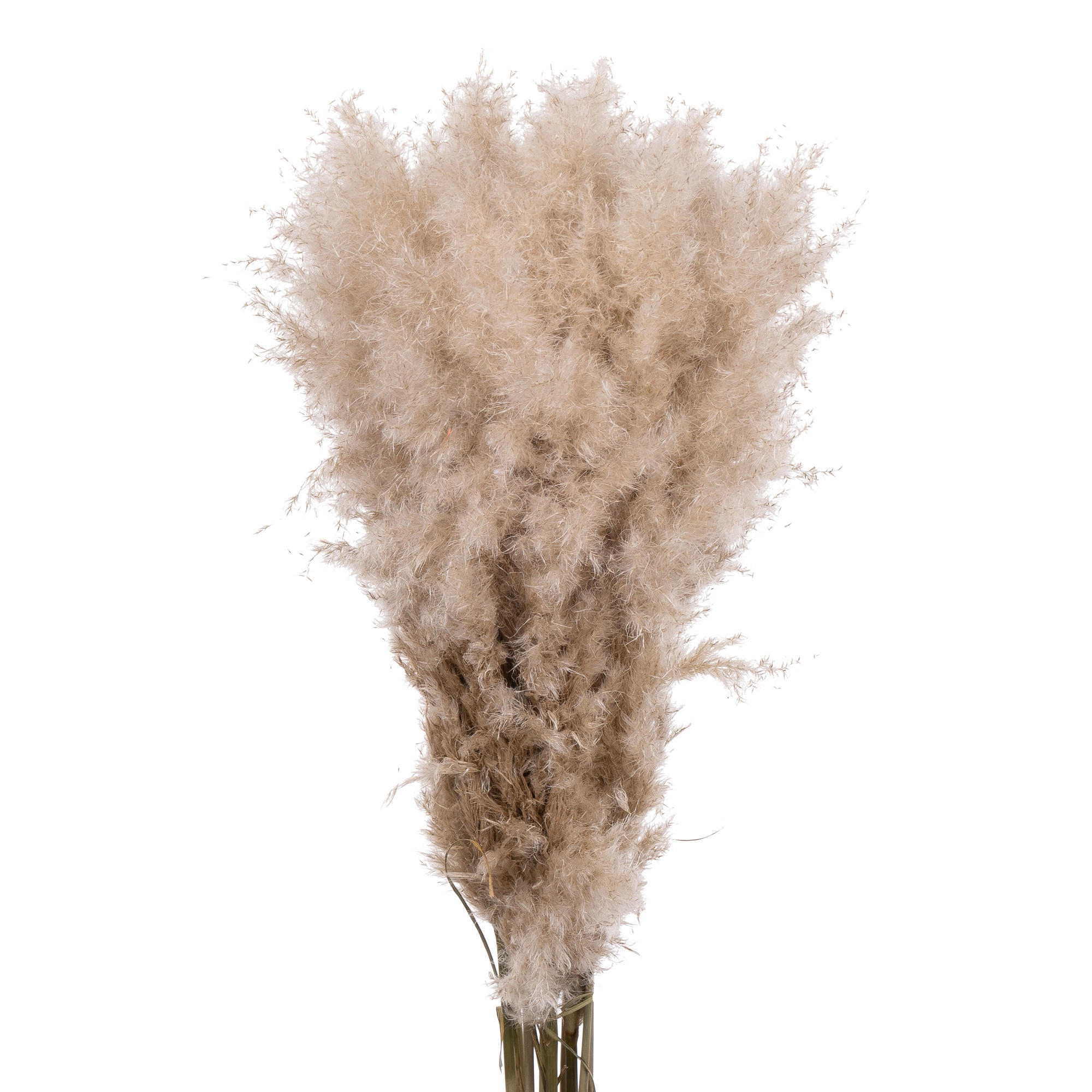 Cortaderia evita