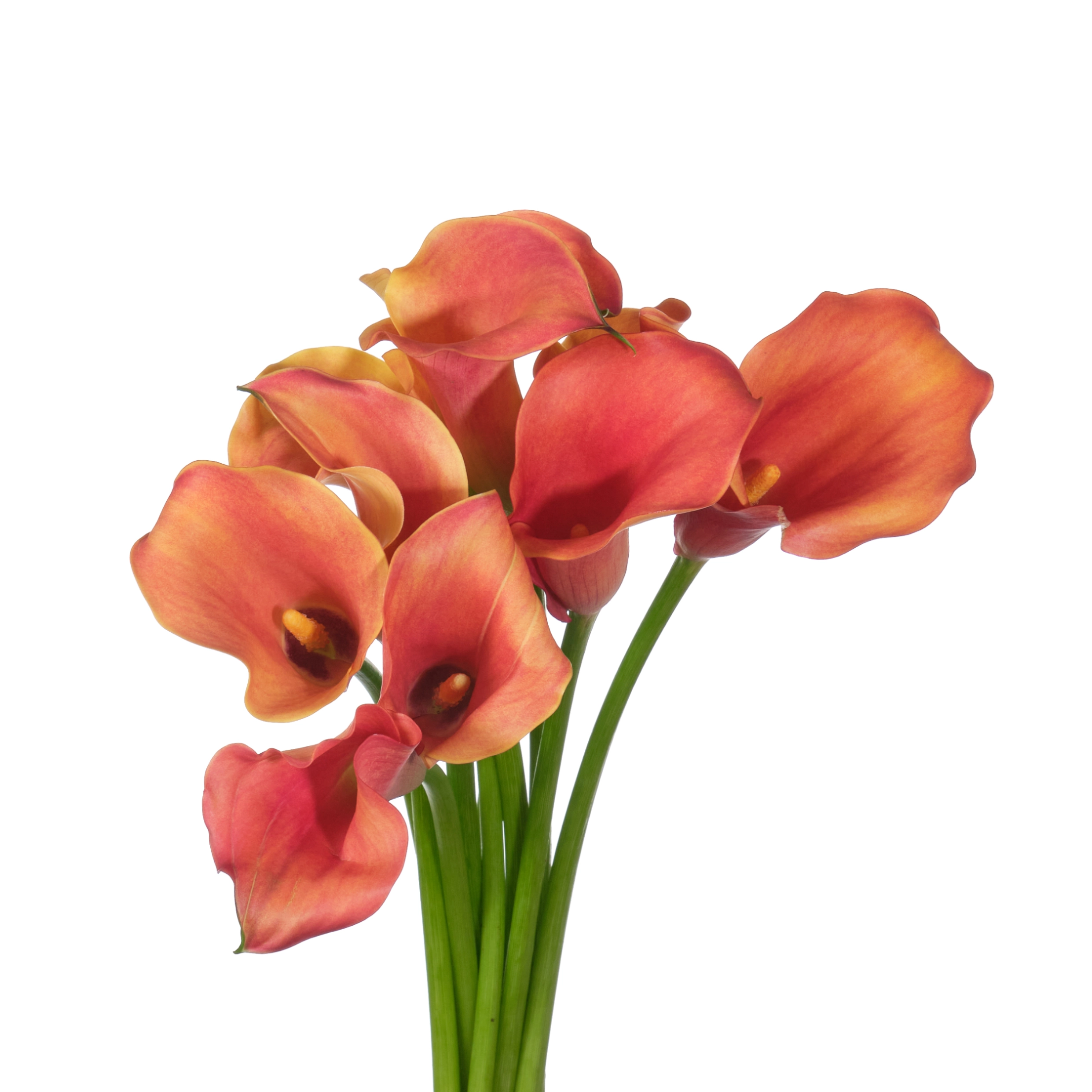 Zantedeschia captain odeon | Wholesale flowers, plants and supplies Zantedeschia captain odeon