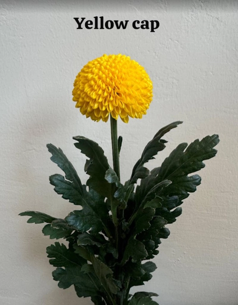 Chrysanthemum single yellow cap