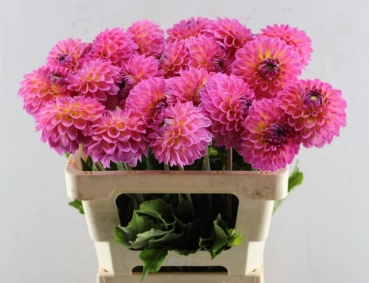 Dahlia barbados