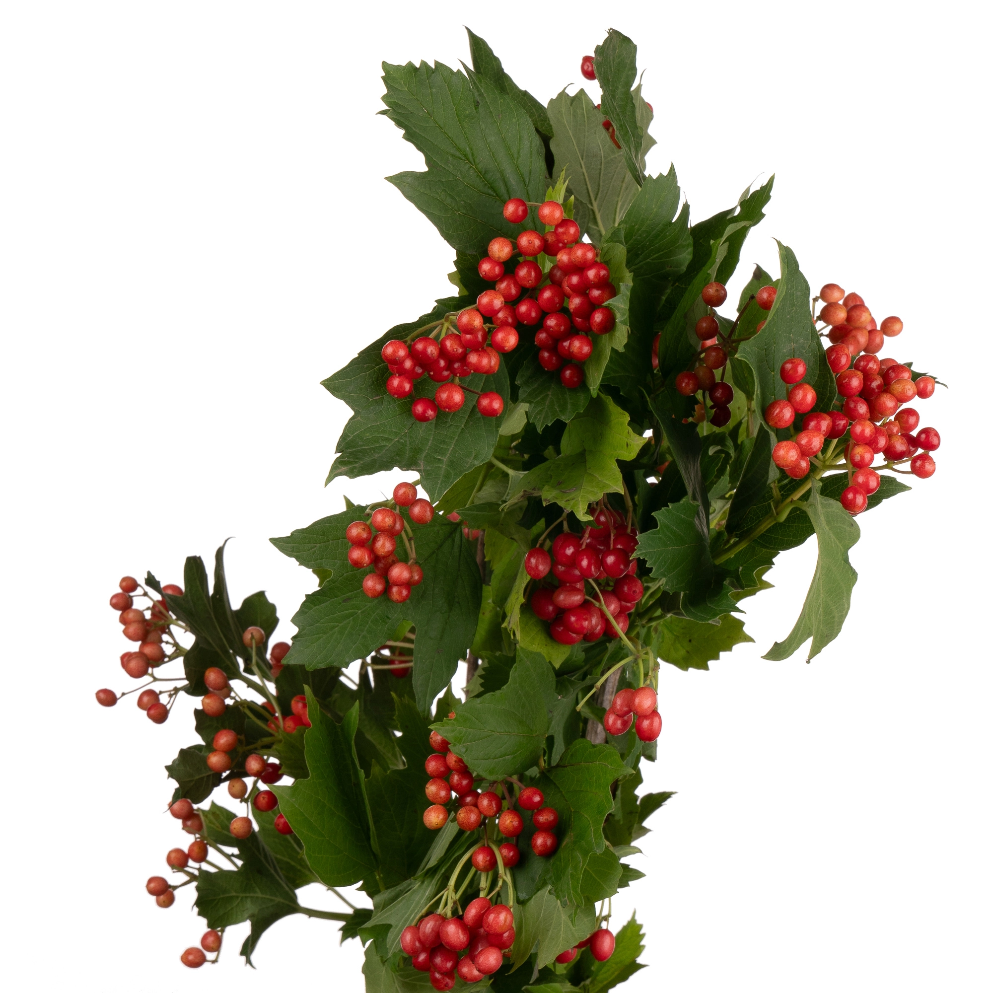 Viburnum compacta