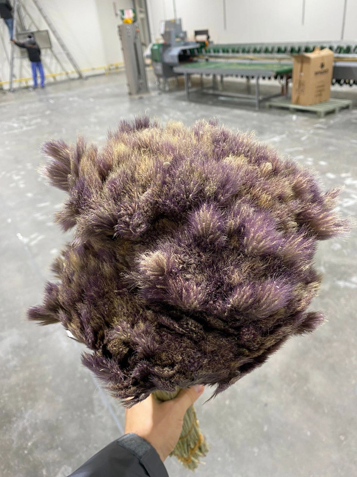 Chloris purple