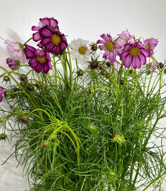 Cosmos bipinnatus picotee