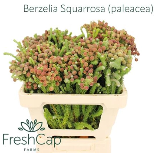 Berzelia squamosa (paleacea) natural red