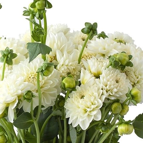 Dahlia pole ice | Wholesale flowers, plants and supplies Dahlia pole ice