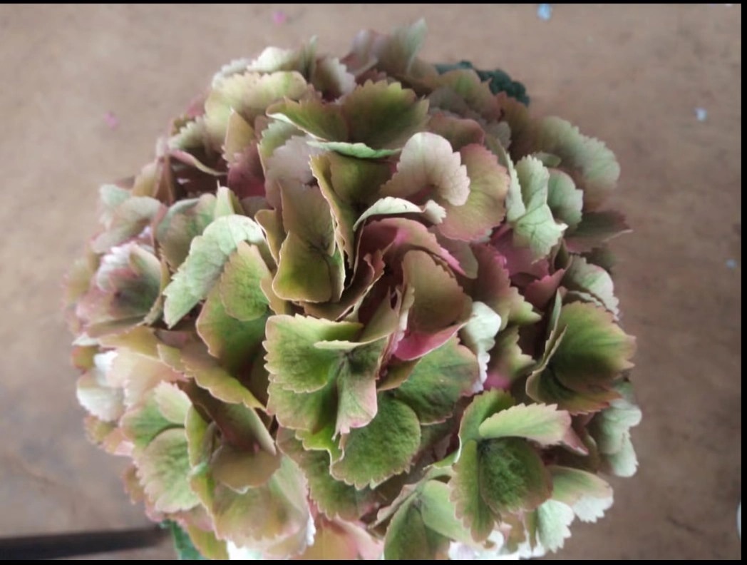 Hydrangea scarlet green | Wholesale flowers, plants and supplies Hydrangea scarlet green