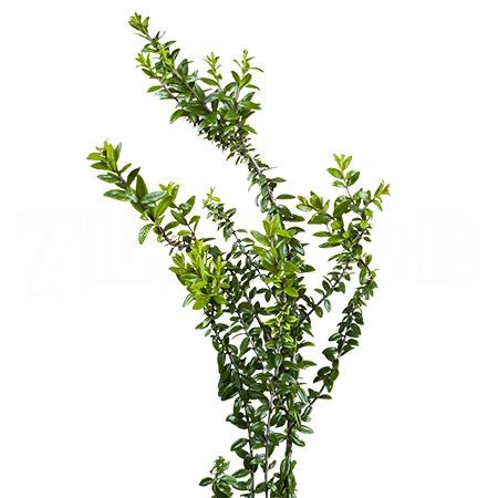 Myrtus tarantino