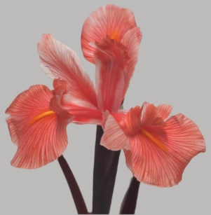 Iris issy pink