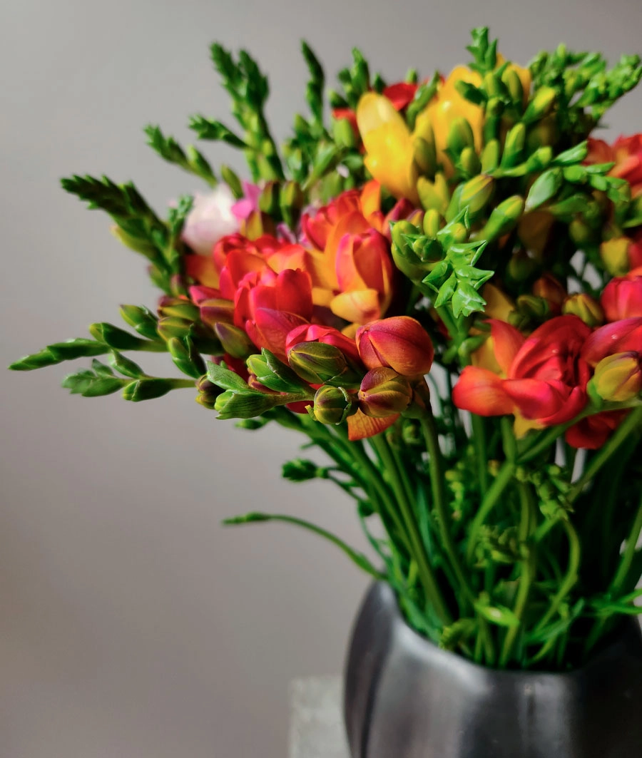 Freesia | Wholesale flowers, plants and supplies Freesia