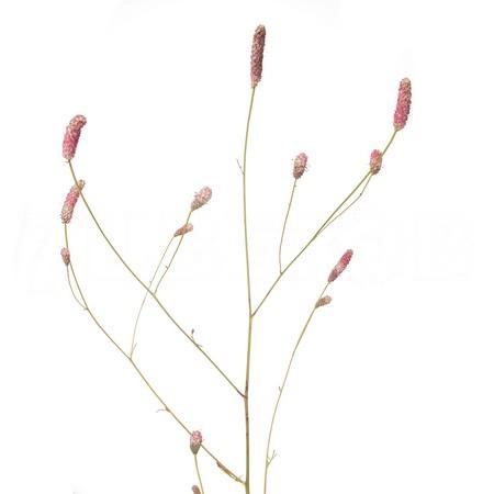 Sanguisorba pink tanna