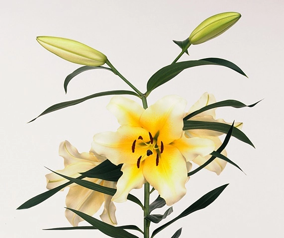 Lilium oriental conca dor
