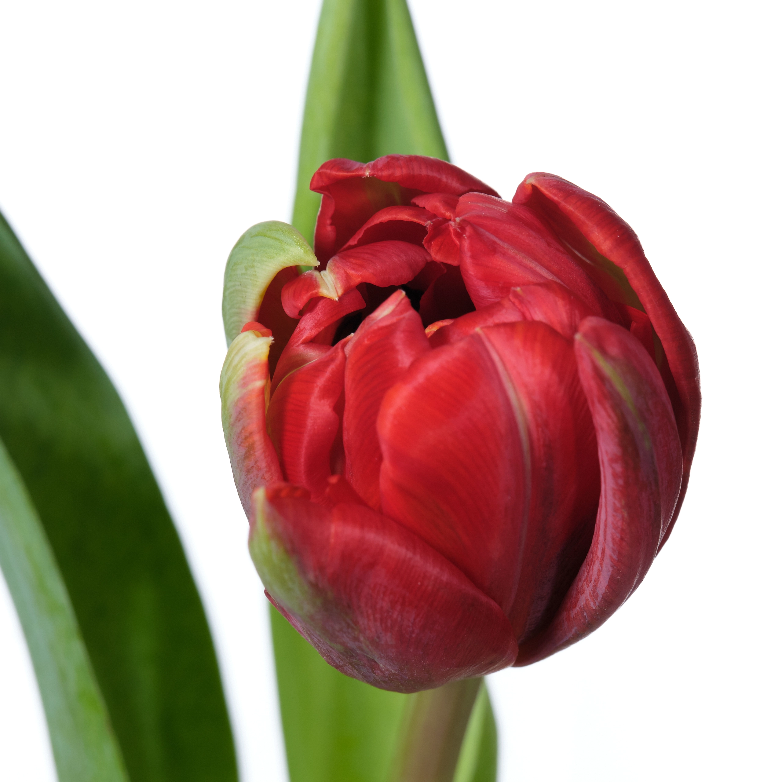 Tulip double red princess | Wholesale flowers, plants and supplies Tulip double red princess