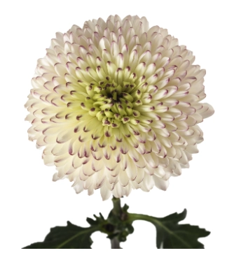 Chrysanthemum disbud ball cappuccino | Wholesale flowers, plants and supplies Chrysanthemum disbud ball cappuccino