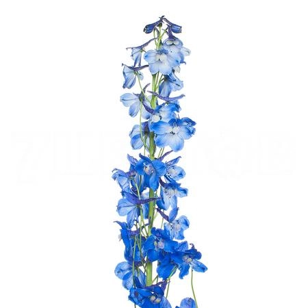 Delphinium enkel donna