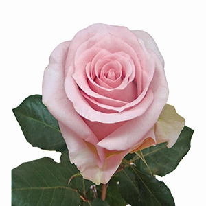 Rose jessica | Wholesale flowers, plants and supplies Rose jessica