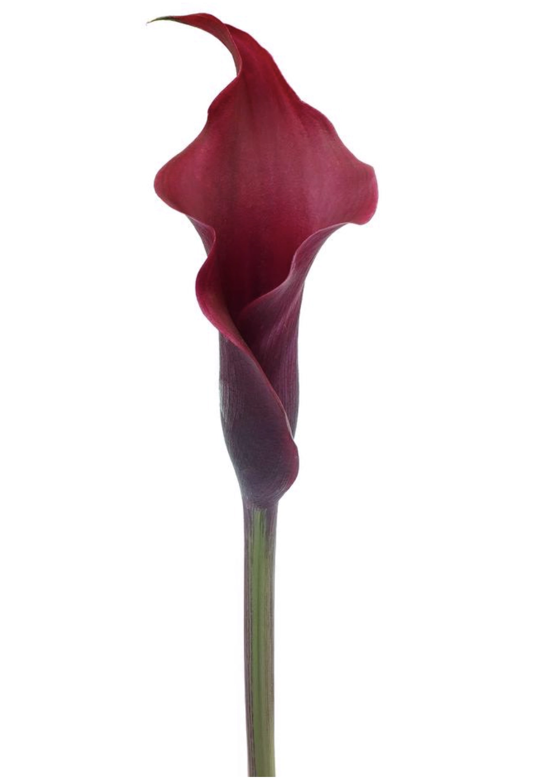Zantedeschia cramberry