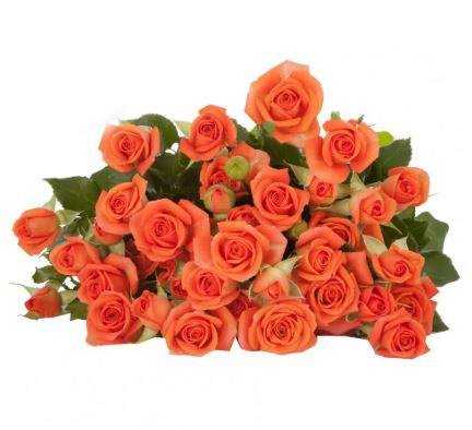 Rose spray orange babe