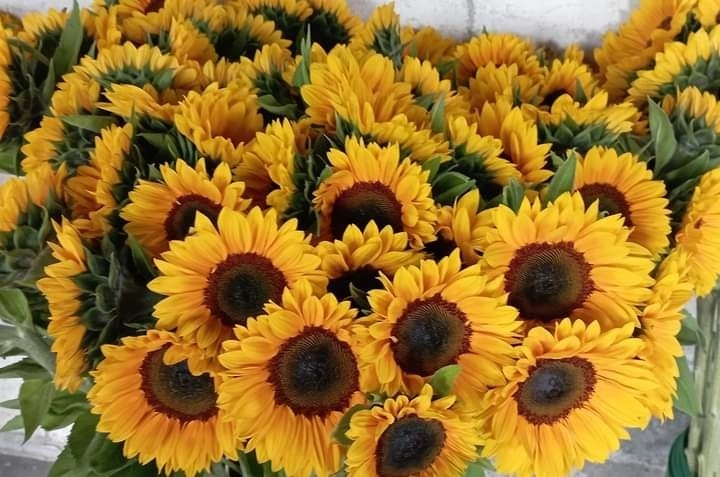Helianthus sunset