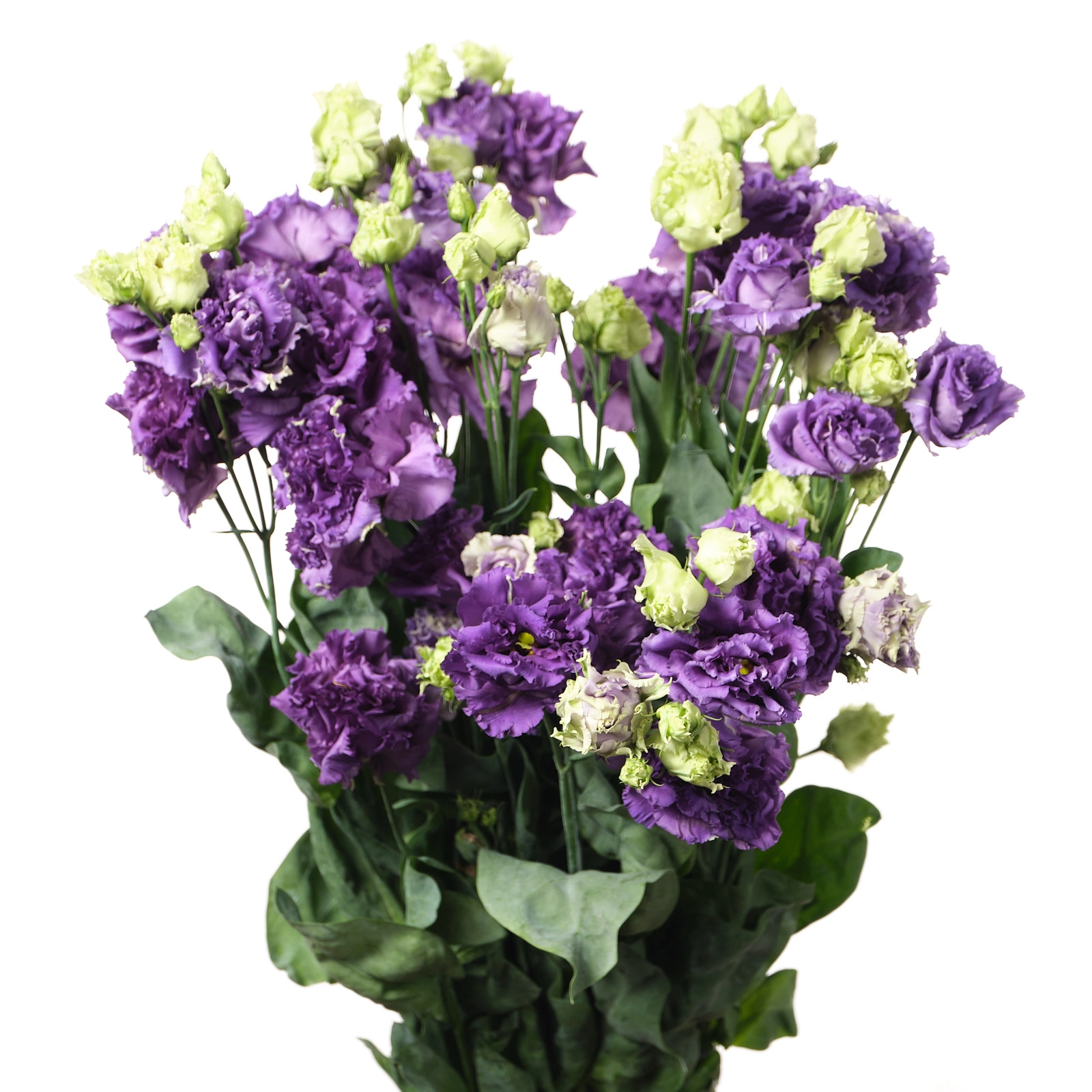 Eustoma double alissa blue