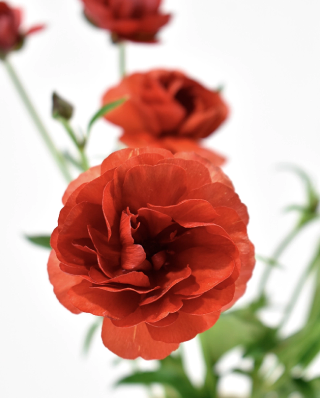 Ranunculus butterfly terracota