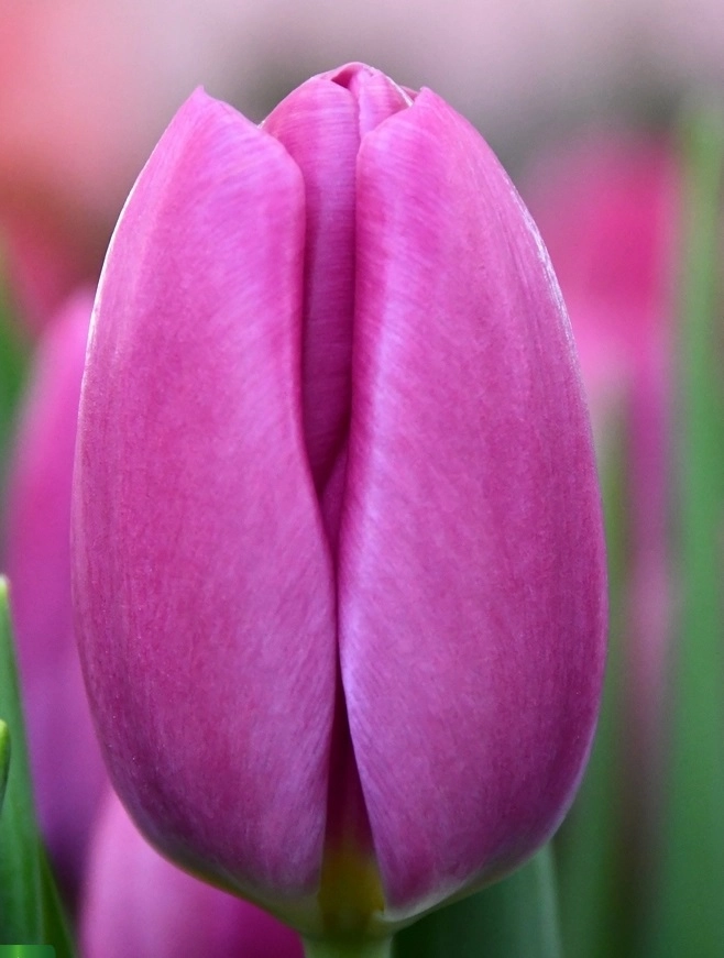 Tulip enkel ozon