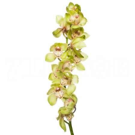 Cymbidium bonny