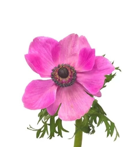 Anemone mistral plus orchid