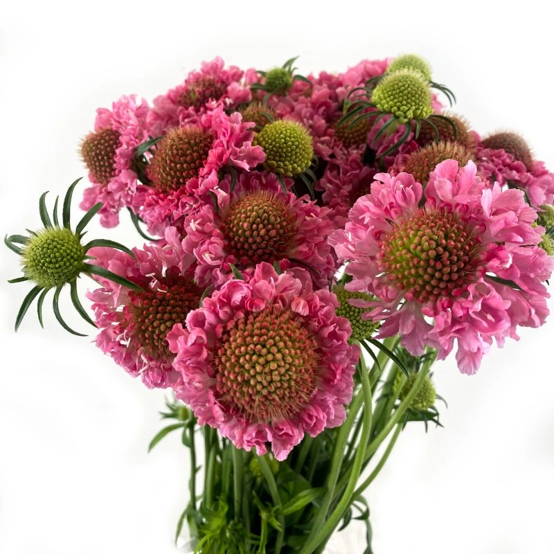 Scabiosa popcies | Wholesale flowers, plants and supplies Scabiosa popcies