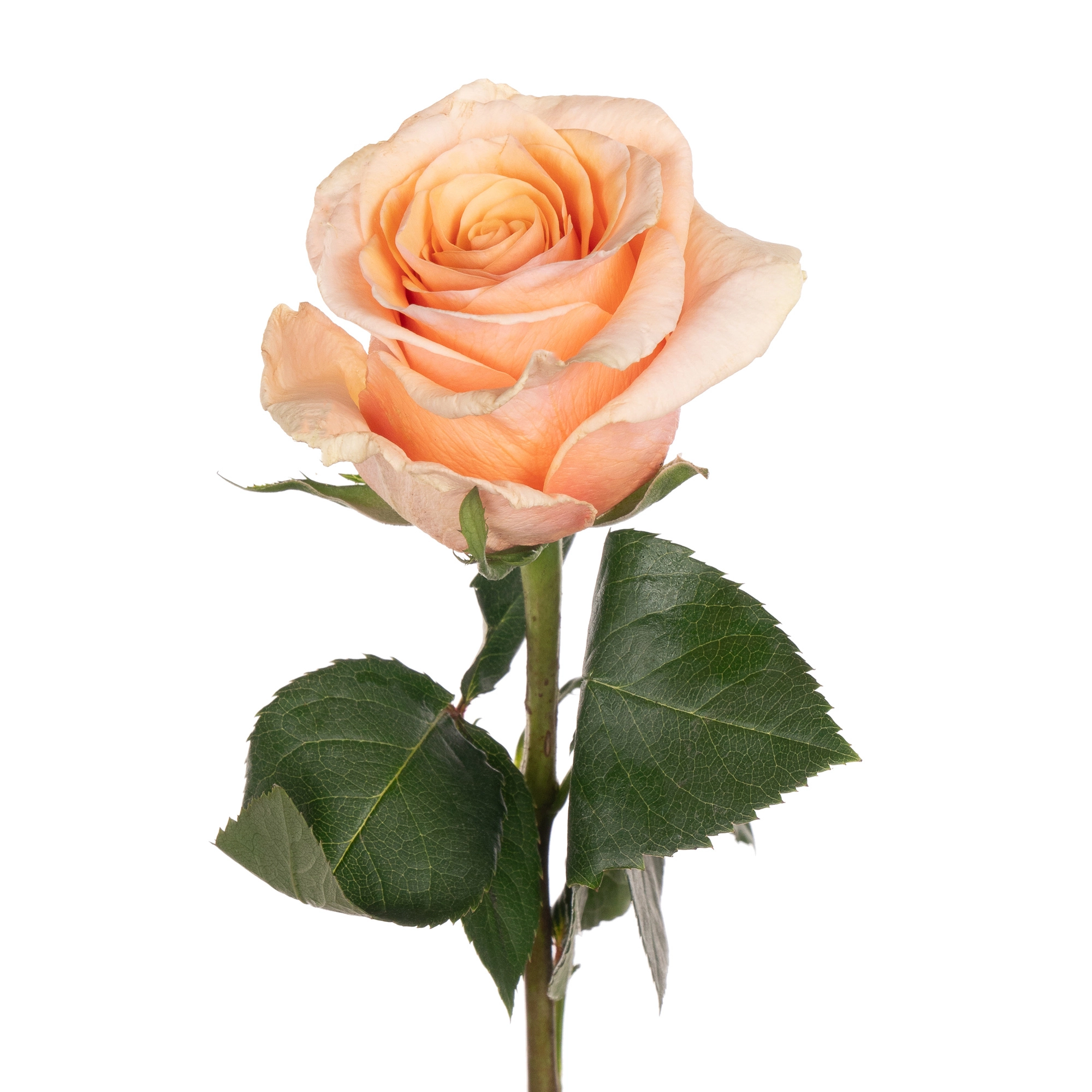 Rose phoenix | Wholesale flowers, plants and supplies Rose phoenix