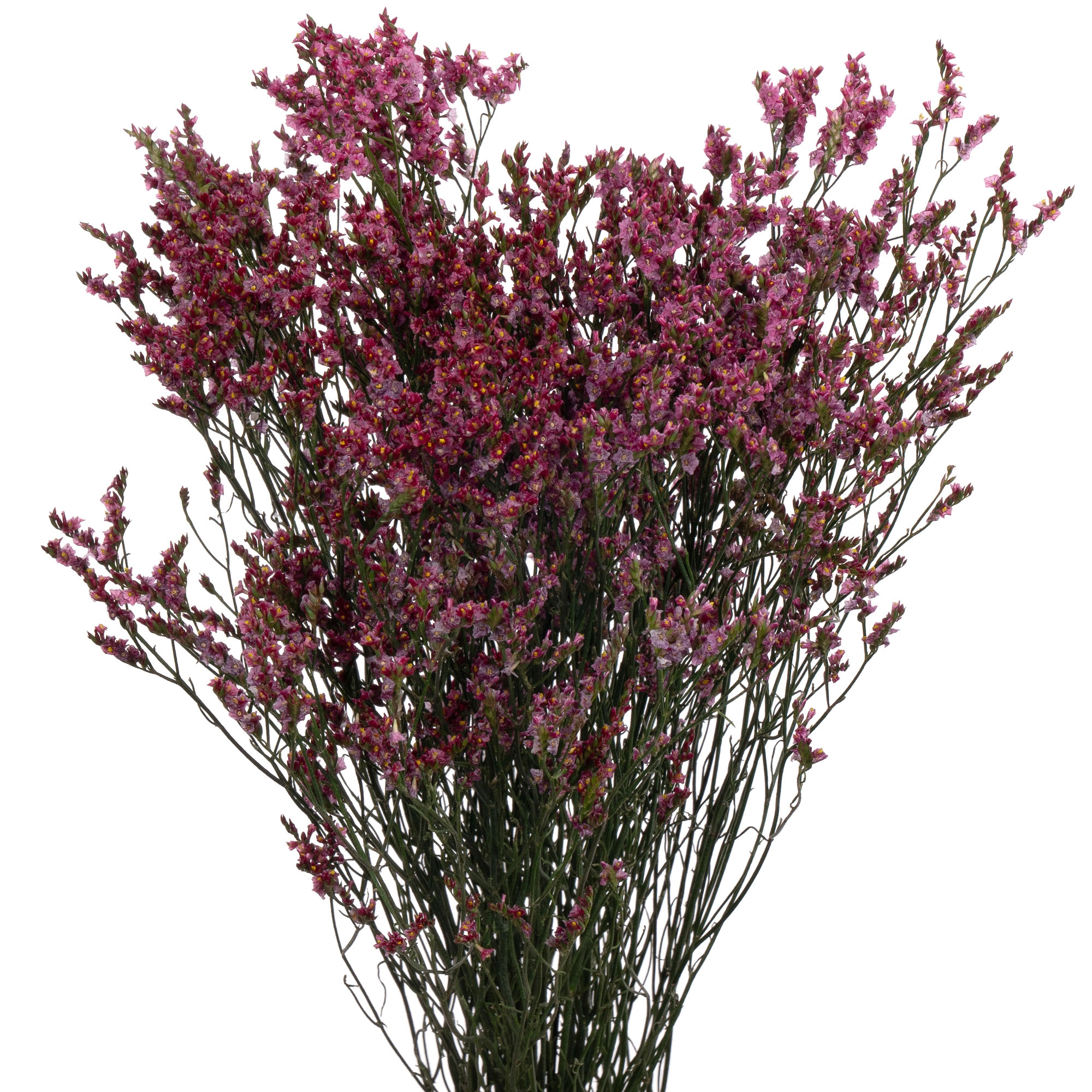 Limonium pink