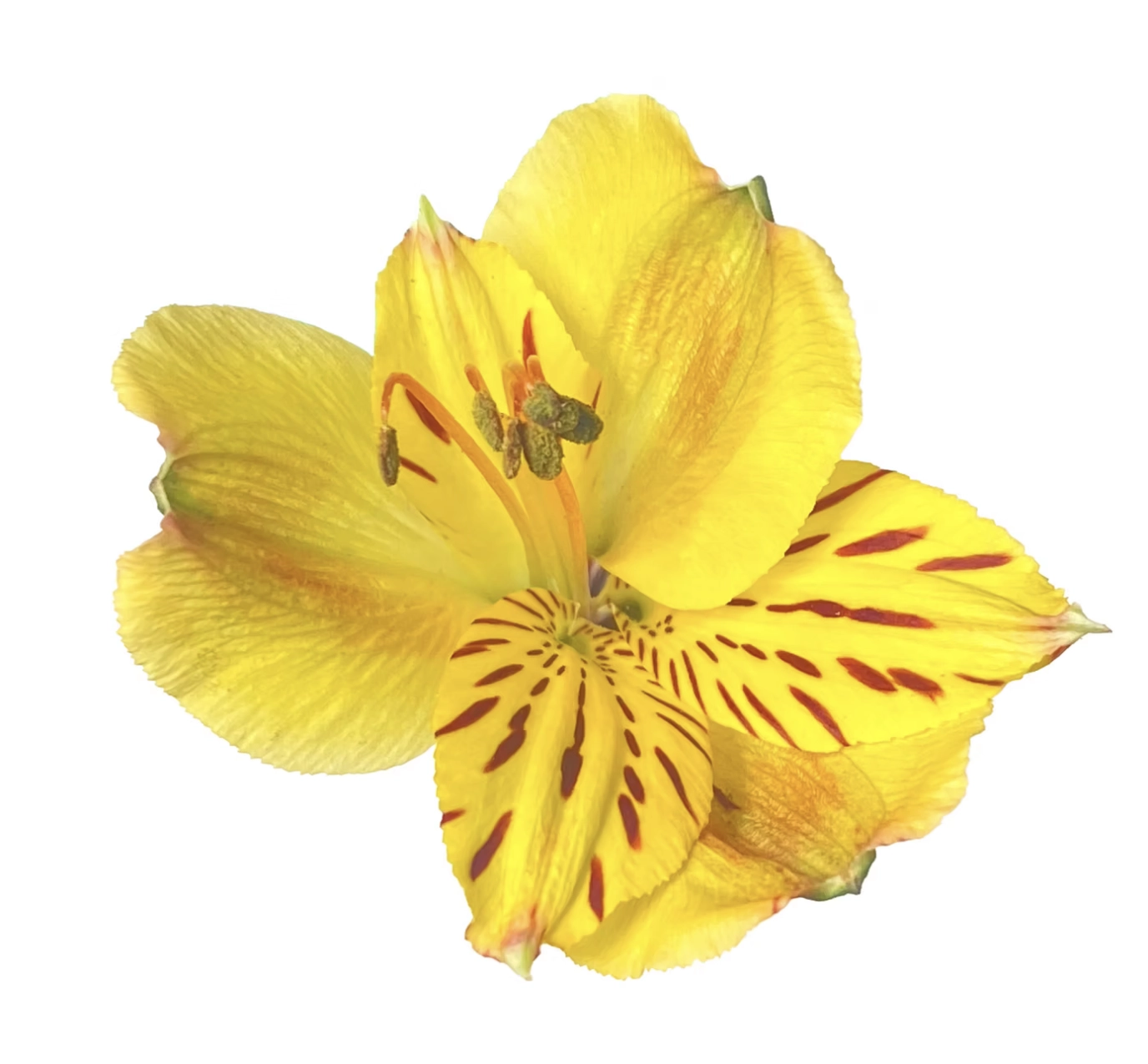 Alstroemeria select jamaica