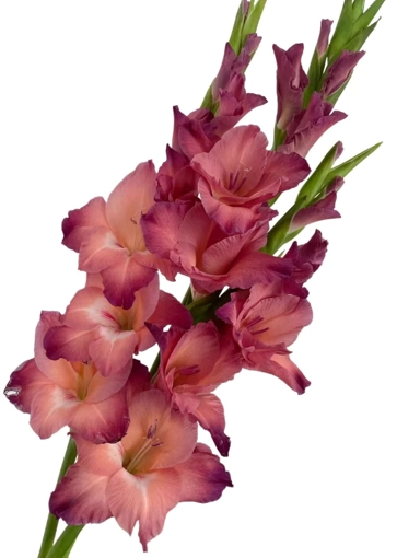 Gladiolus vintage chocolate