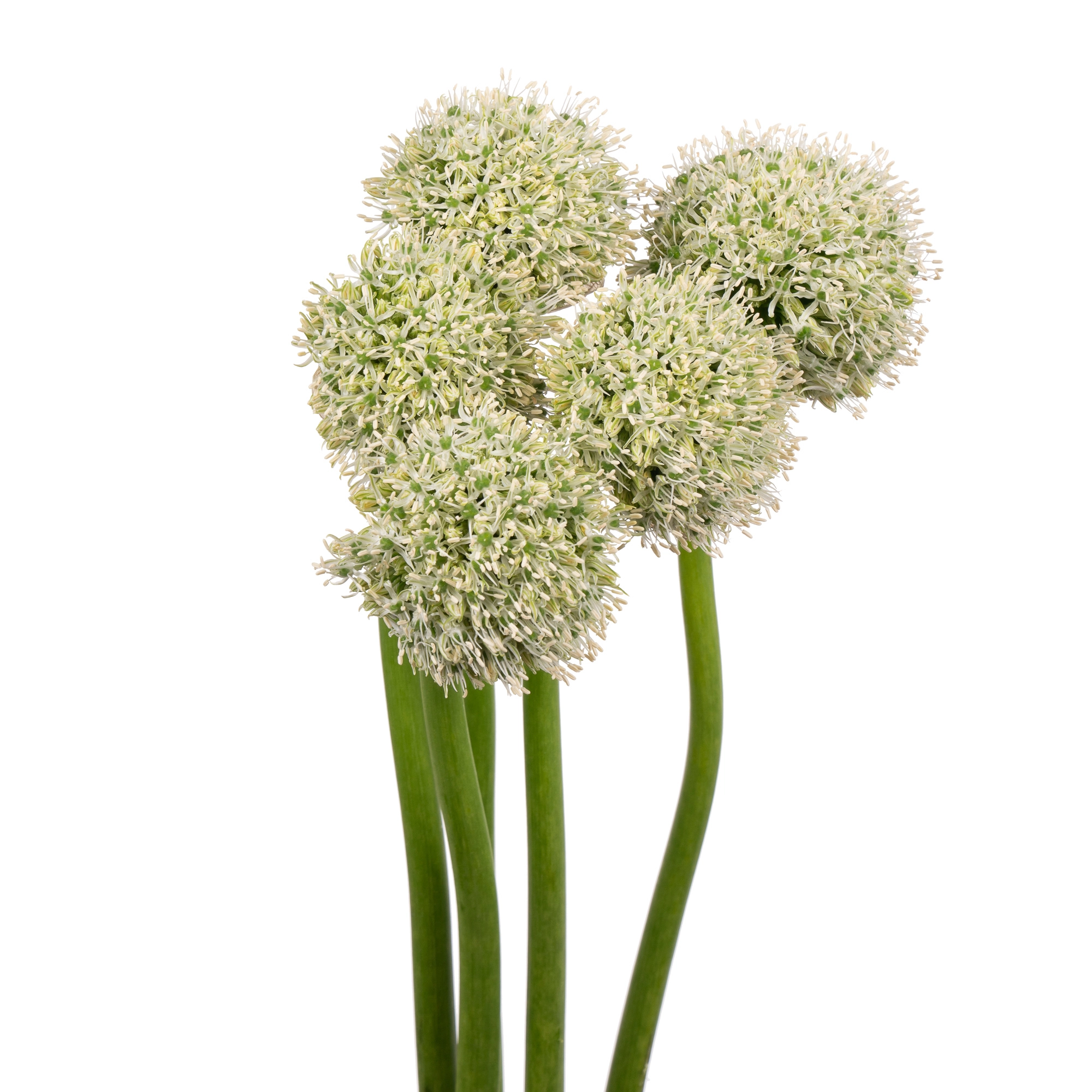 Allium white giant