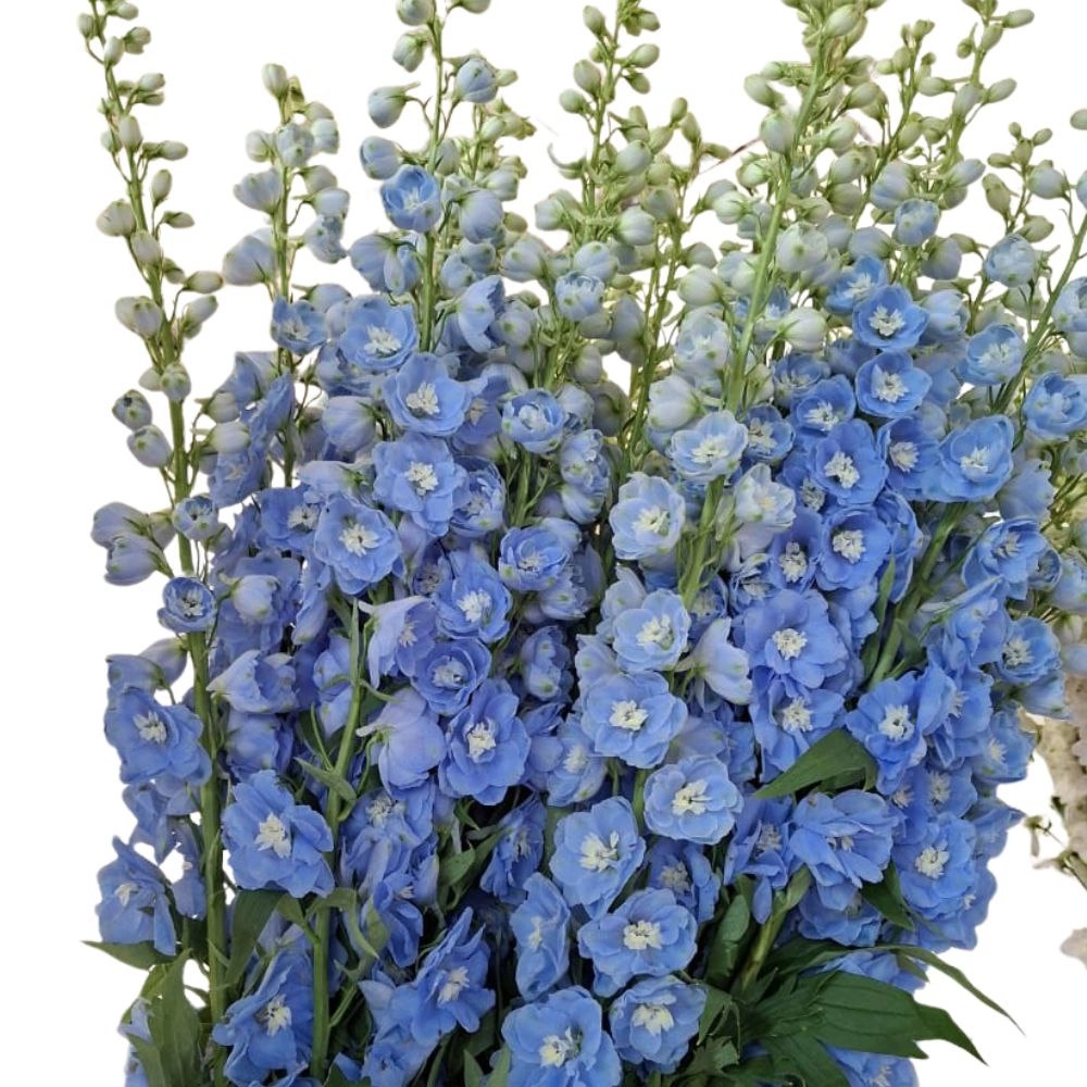 Delphinium blue mist