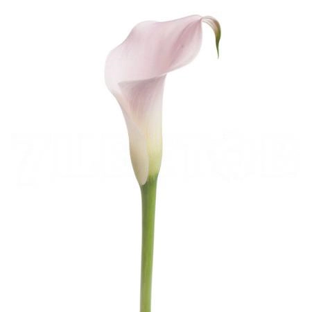 Zantedeschia samur