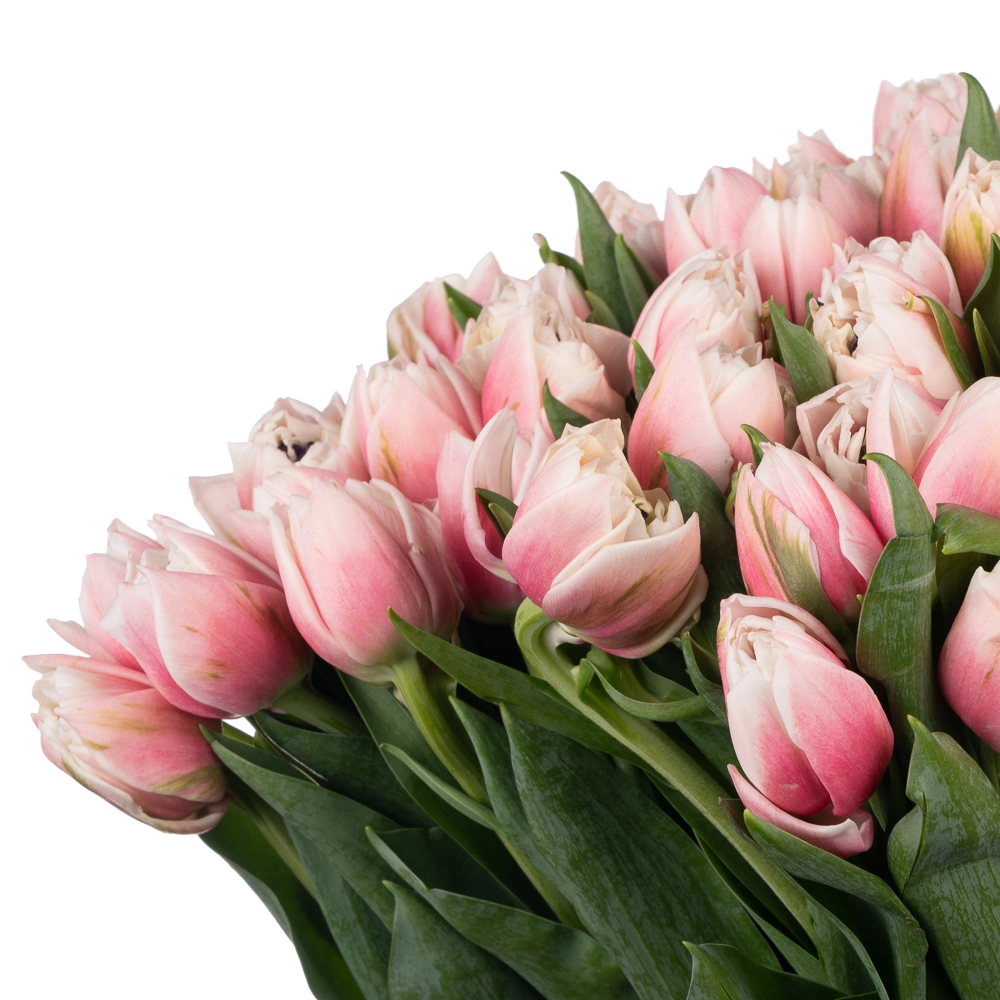 Tulip double sambuca