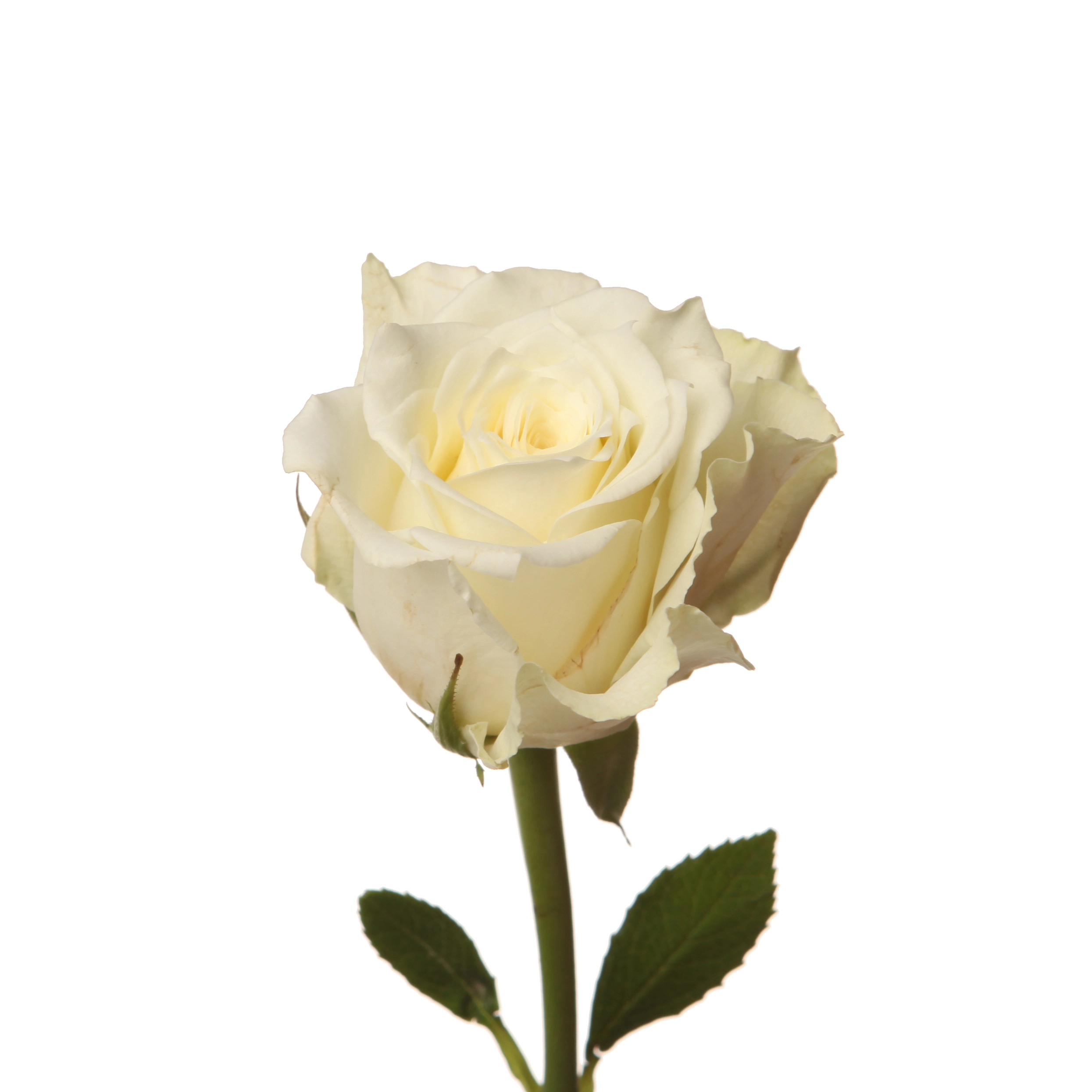 Rose ice breaker