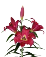 Lilium oriental adelante