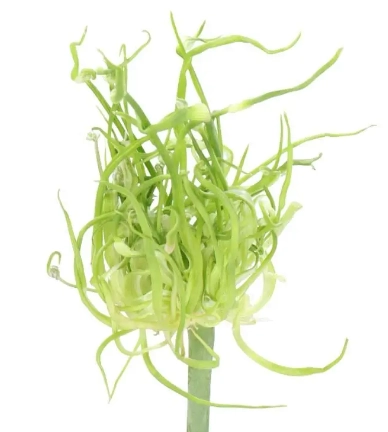 Allium fido dido | Wholesale flowers, plants and supplies Allium fido dido