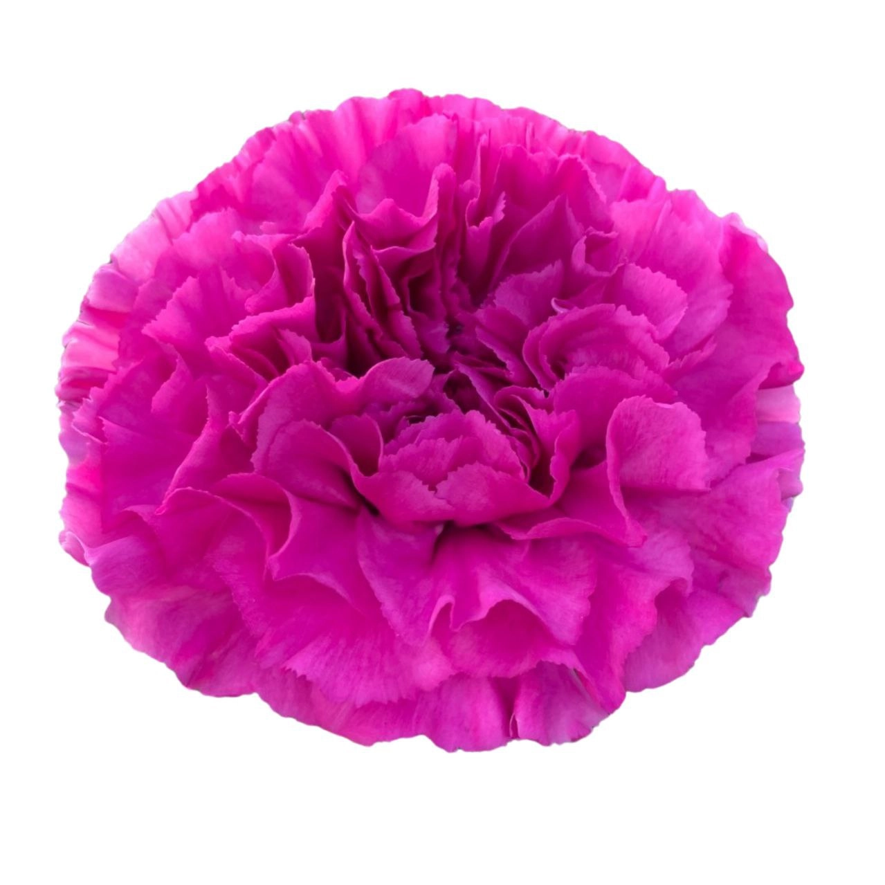 Carnation frienesea | Wholesale flowers, plants and supplies Carnation frienesea